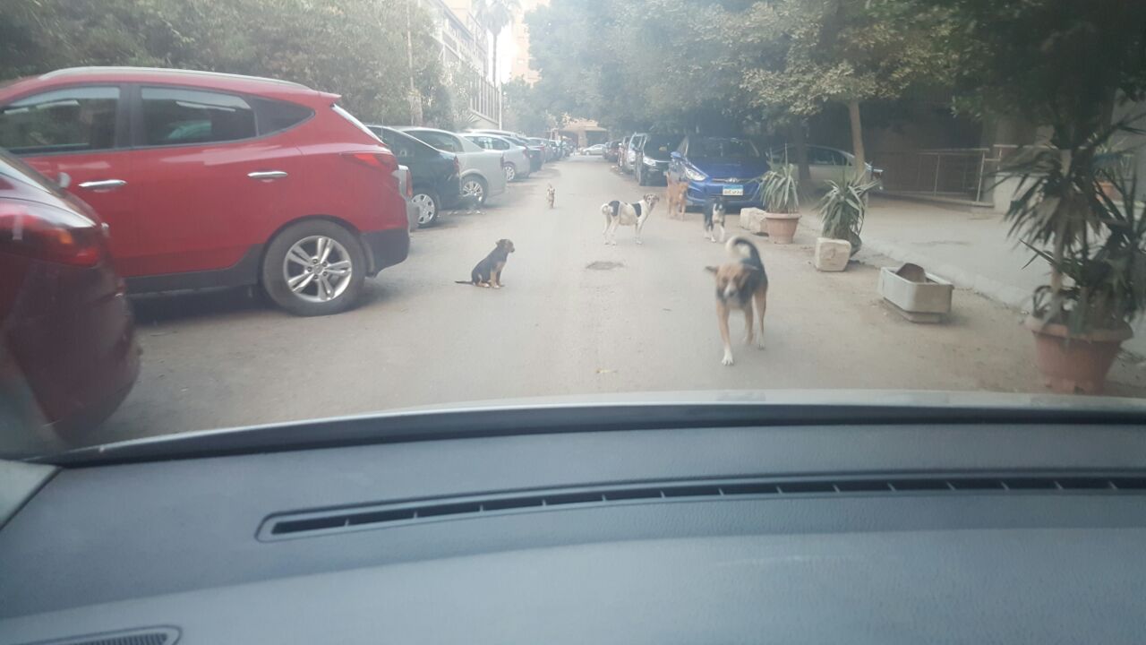 الكلاب الضالة بالشوارع