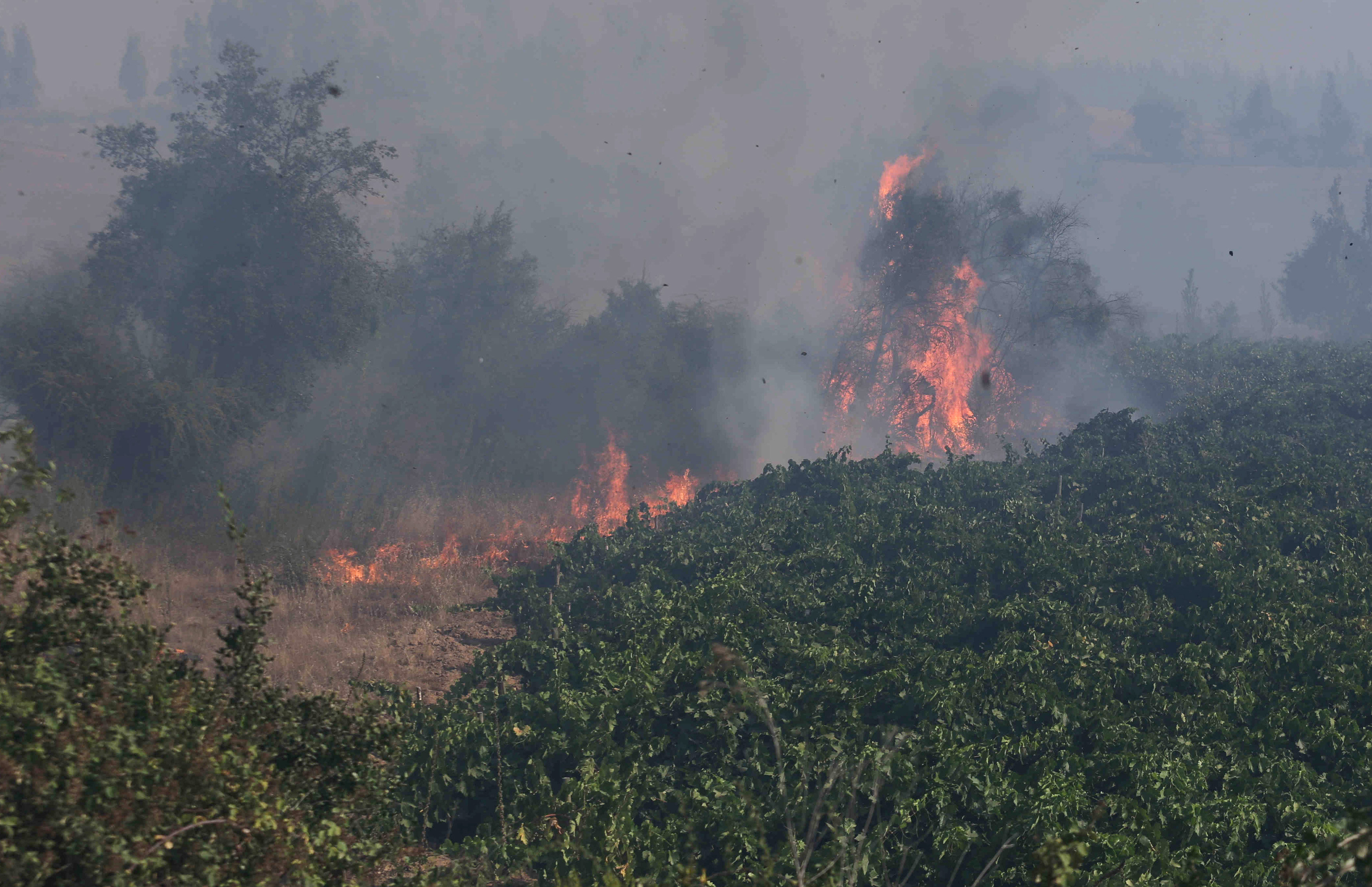 الحرائق تلتهم أشجار الغابات فى تشيلى
