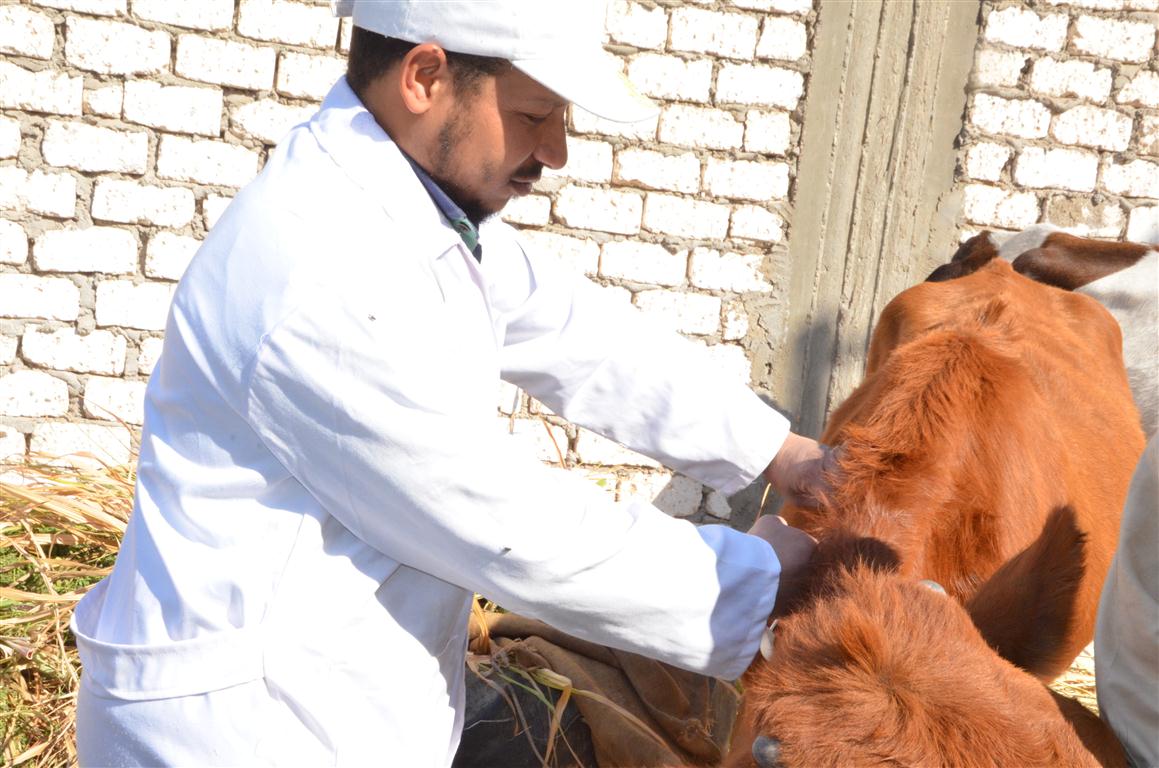 11- تحصين أكثر من 22 ألف رأس ماشية بالاقصر من الحمي القلاعية