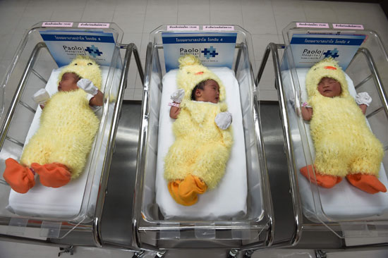 	الديك زى الأطفال حديثو الولادة فى أحد مستشفيات تايلاند احتفالًا بالسنة الصينية الجديدة