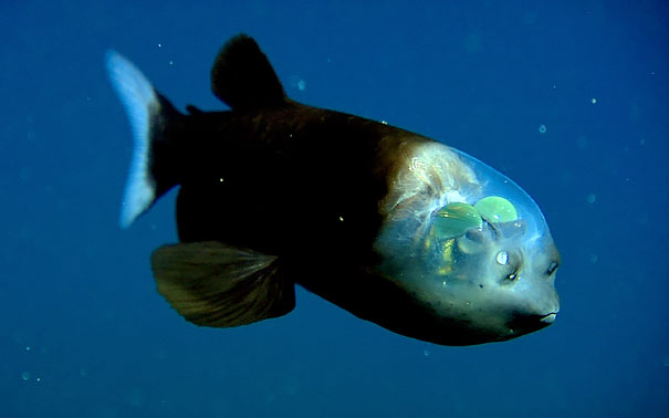   السمكة ذات الرأس الشفافة