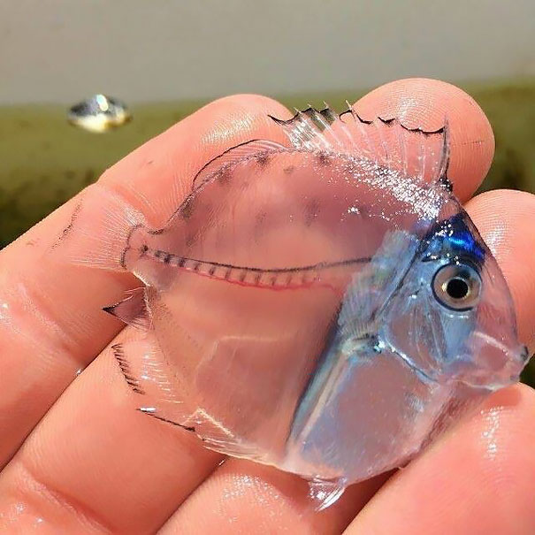    السمكة الشفافة