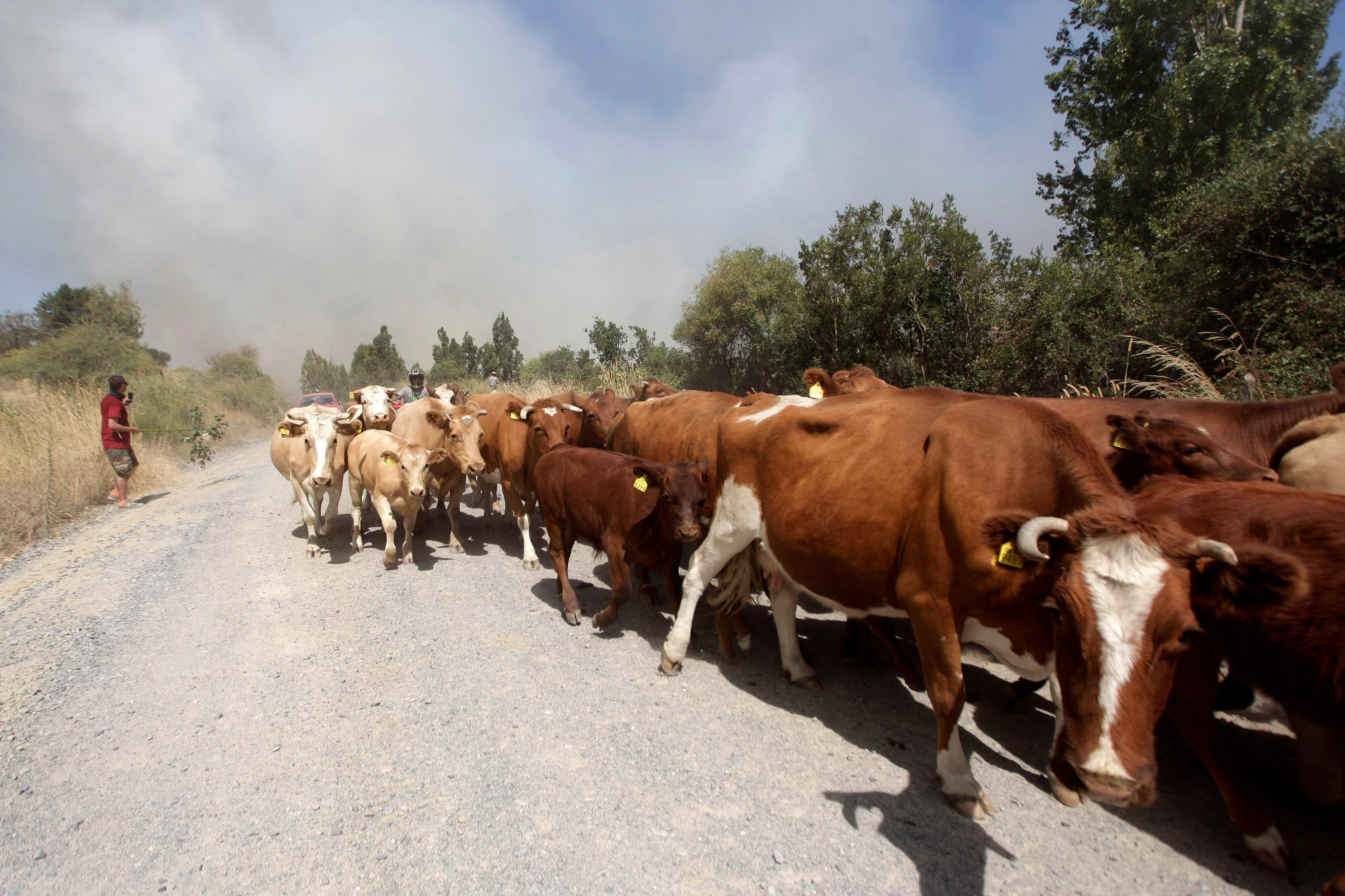 أبقار تمشى تزامنا مع حرائق الغابات في مدينة سان كارلوس- رويترز