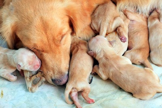كلاب حديثى الولادة (1)