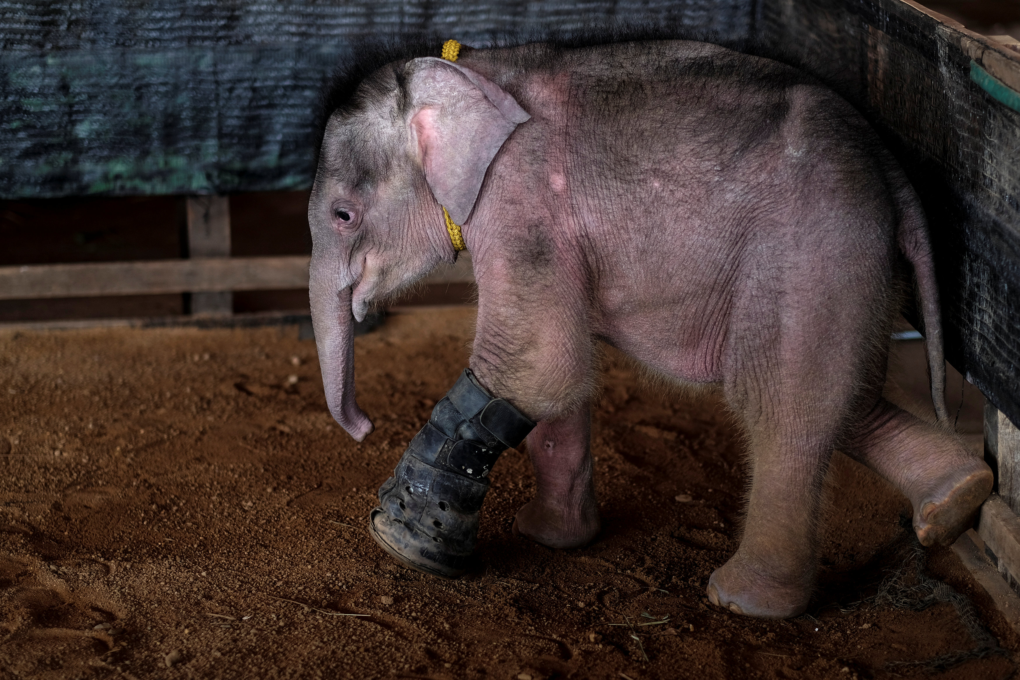 فيلة تايلاندية تحصل على أفضل جلسات العلاج بالماء من جرح في القدم