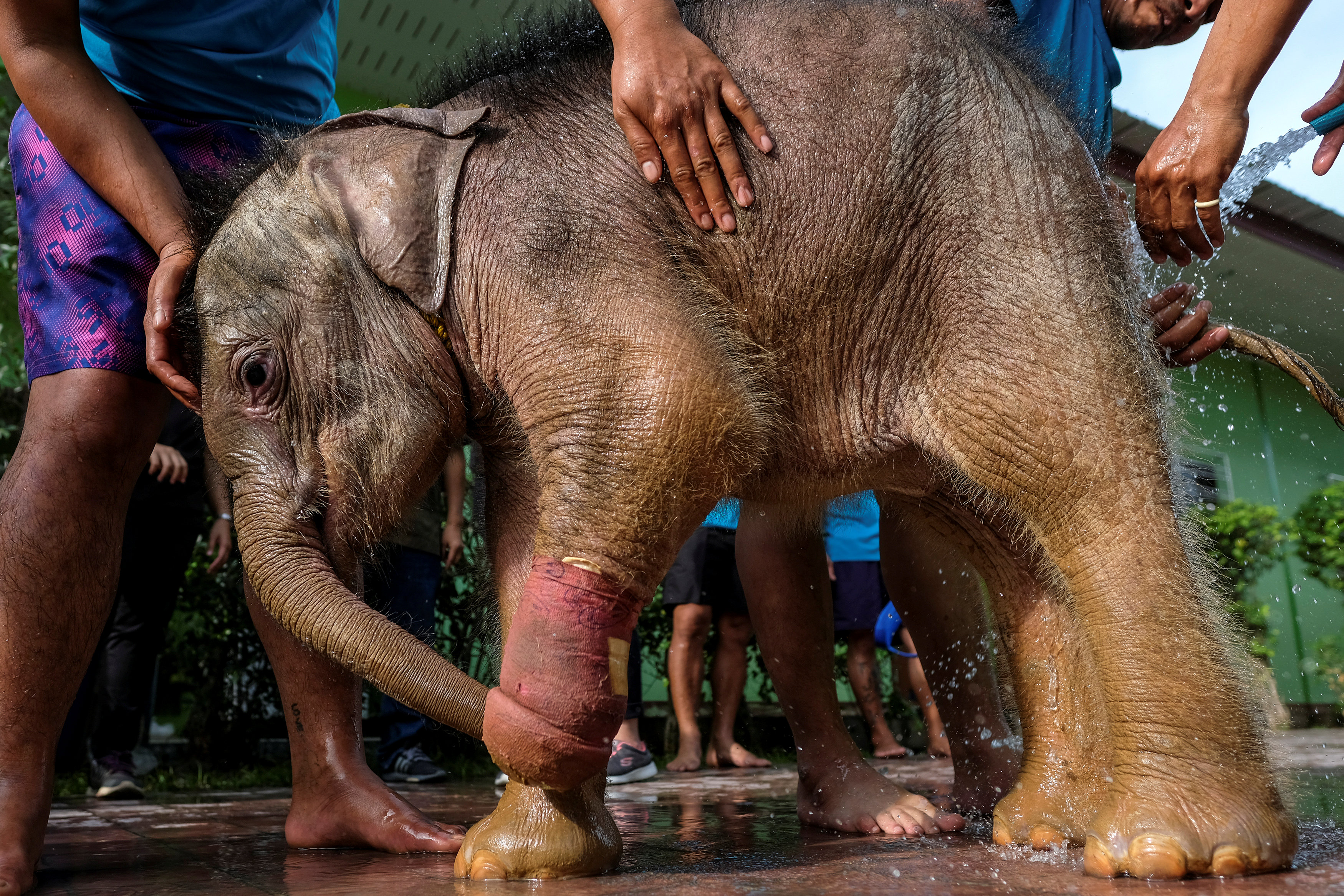 طبيب بيطرى يحاول علاج أنثى الفيل  