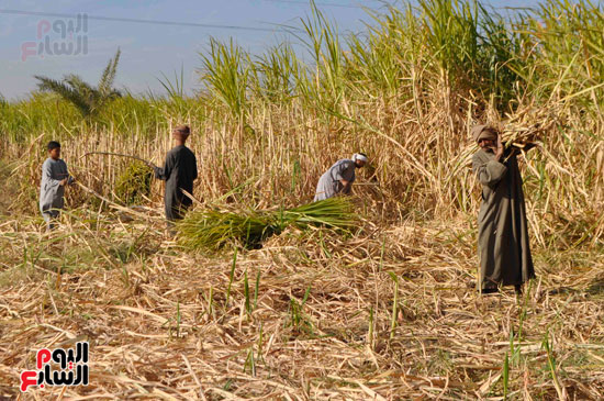 العمال يقومون بحصاد وكسر قصب السكر