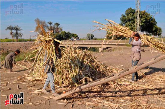 انطلاق حصاد القصب رغم احتجاجات عدد من المزارعين