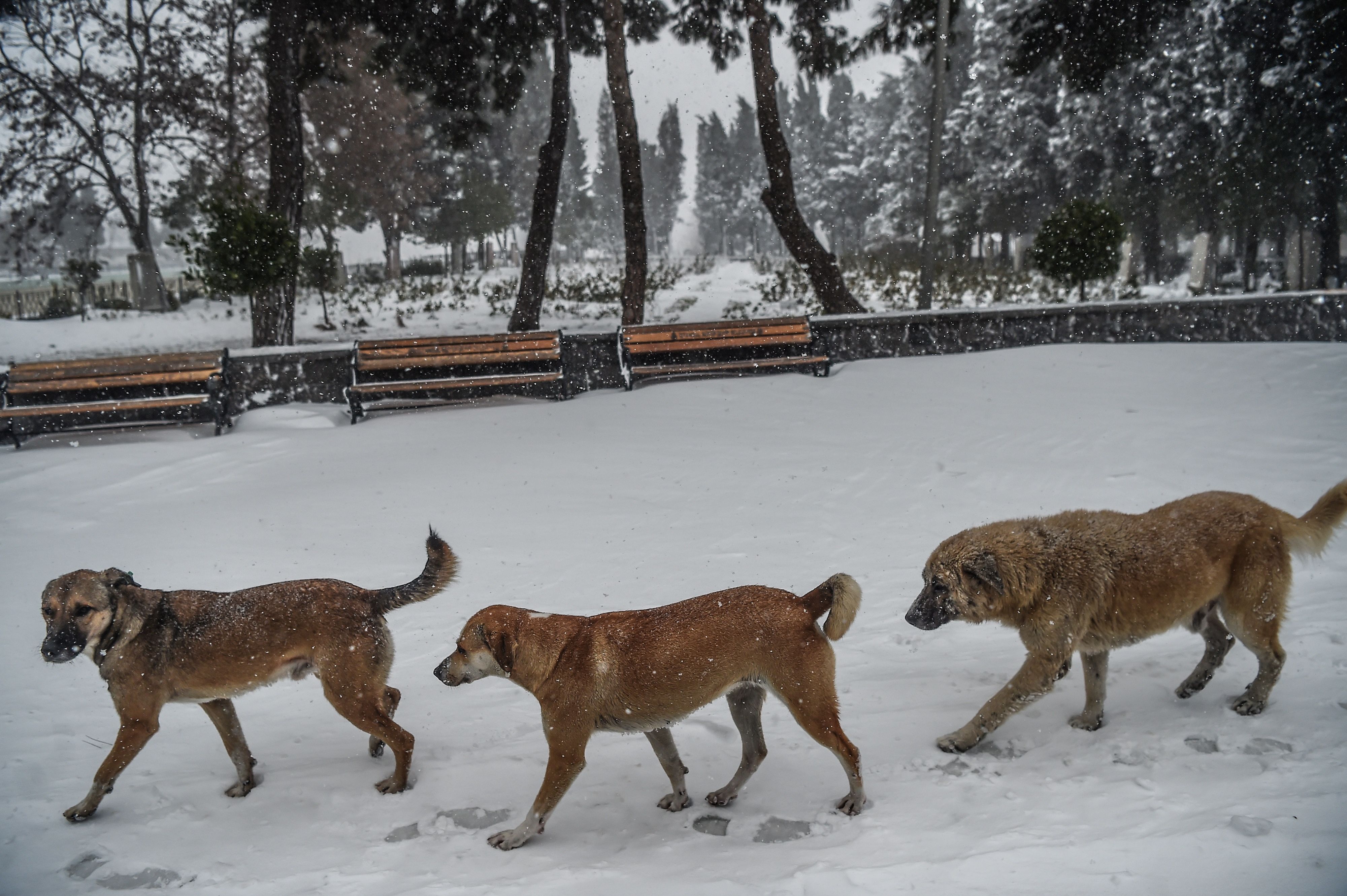 كلاب تسير وسط الثلوج فى غابات تركيا