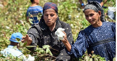 9القطن-المصرى