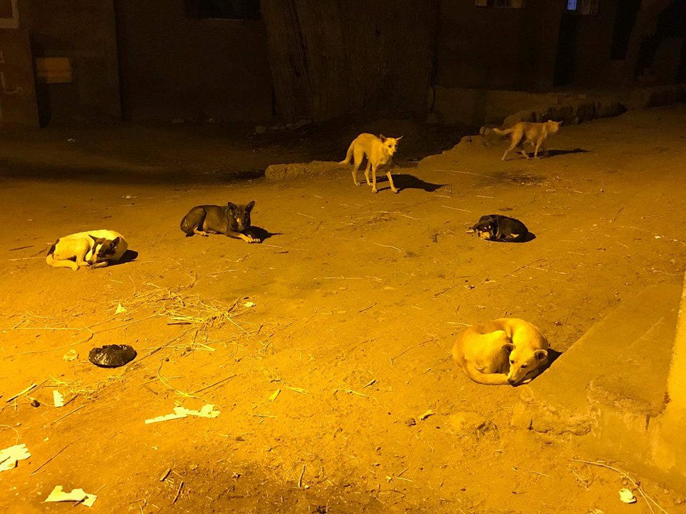 الكلاب الضالة فى قرية جهينة القبلية (3)
