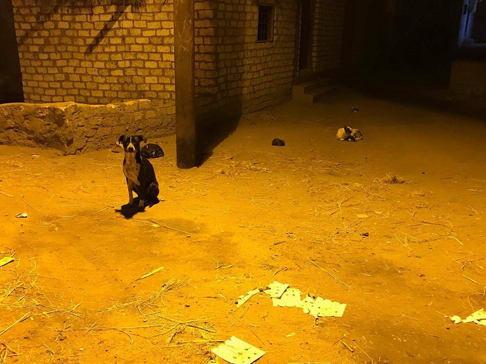 الكلاب الضالة فى قرية جهينة القبلية (1)