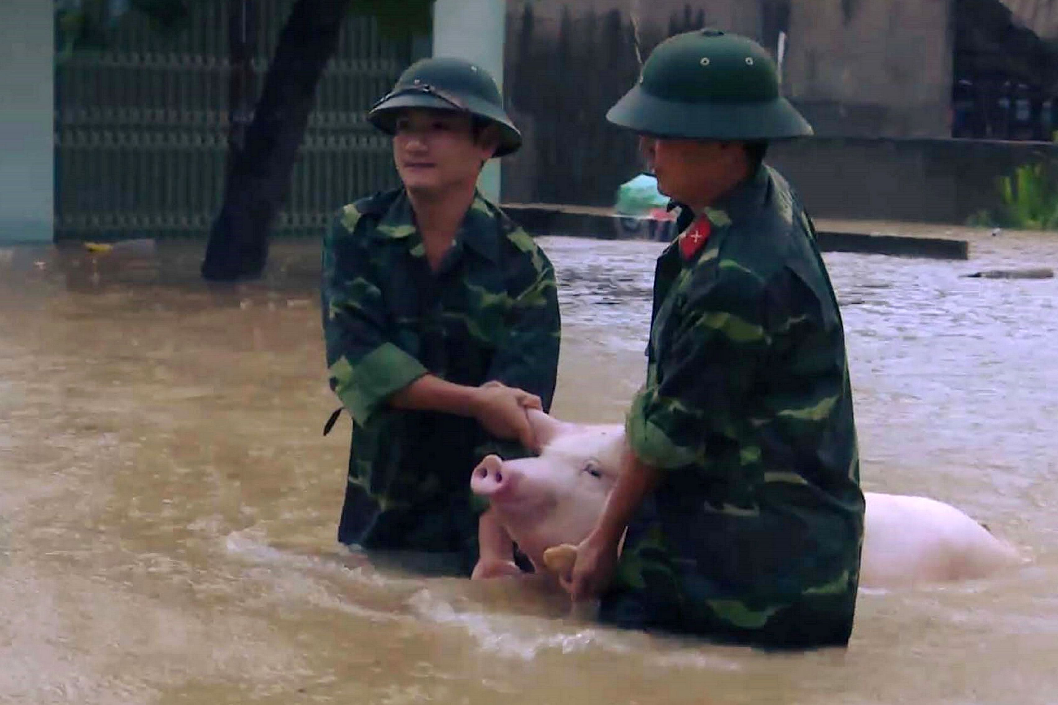 قوات الأمن الفيتنامية تنقذ خنزير من مياه الفيضان