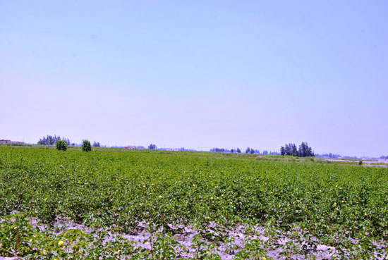 أراضى زراعية بقرية الشروق