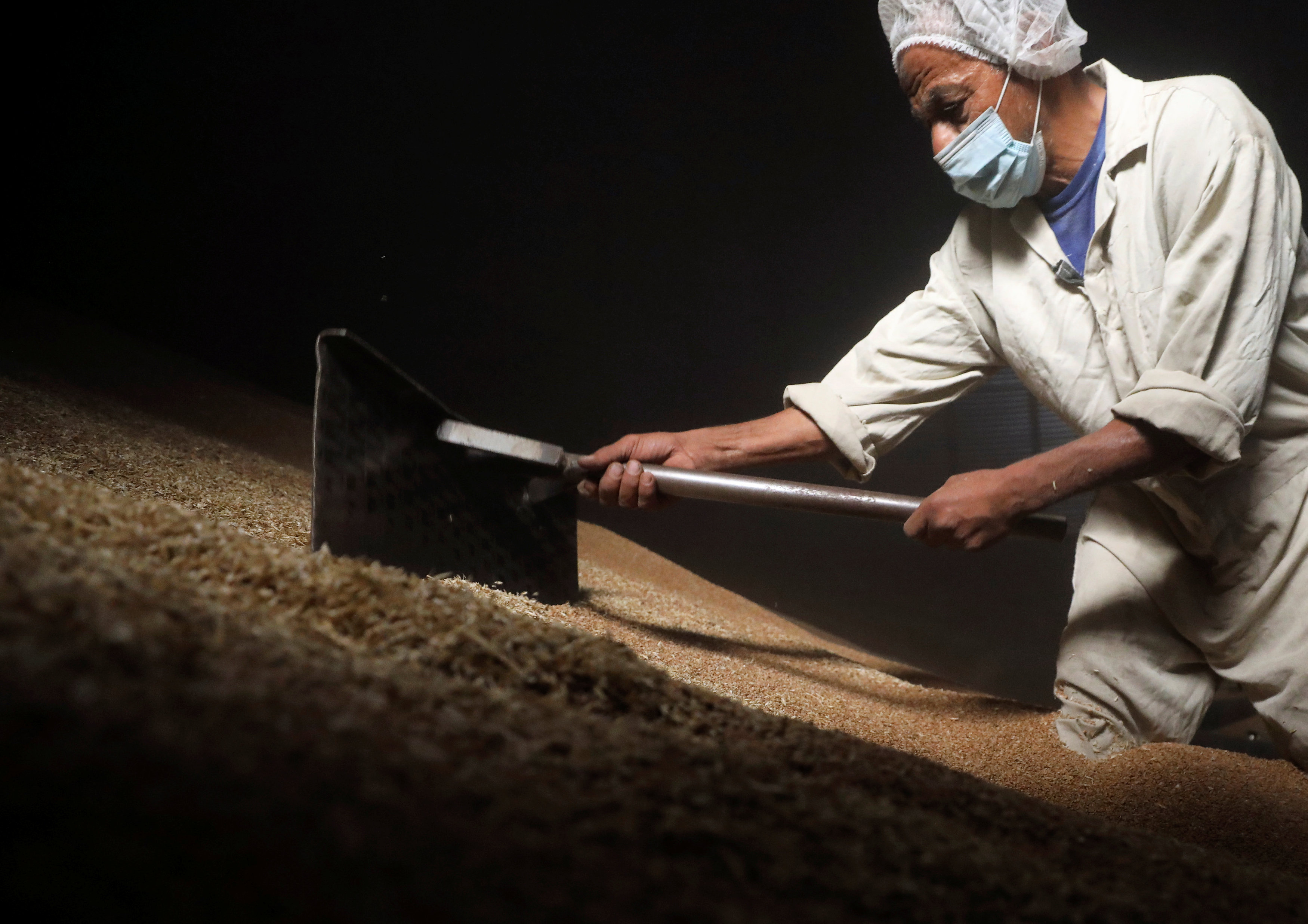 2 أحد العمال يجمع محصول القمح