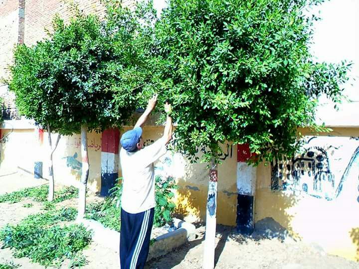 مدير مدرسة يقلم اشجارها
