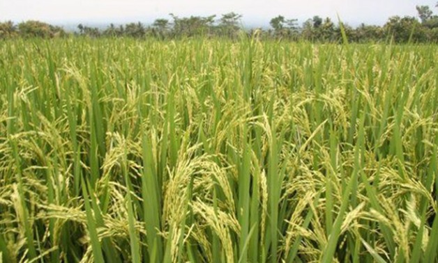 محصول أرز