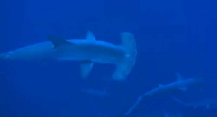  القرش الثعلب بمياه البحر الأحمر
