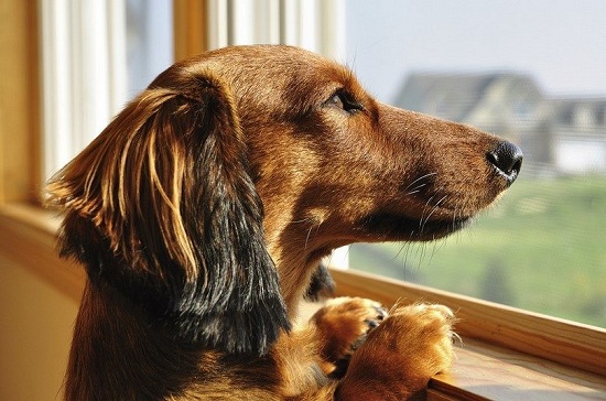 Dog-sep-anxiety-810x537