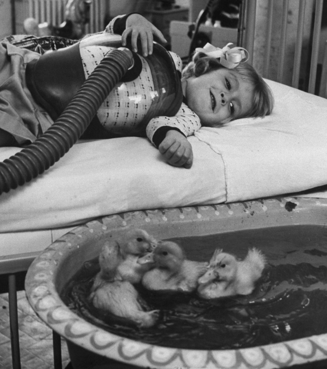استخدام البط كعلاج 1956