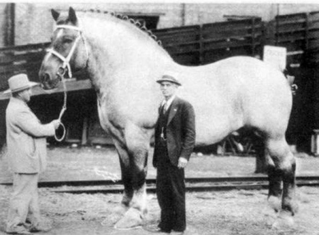 اكبر حصان فى العالم عام 1928