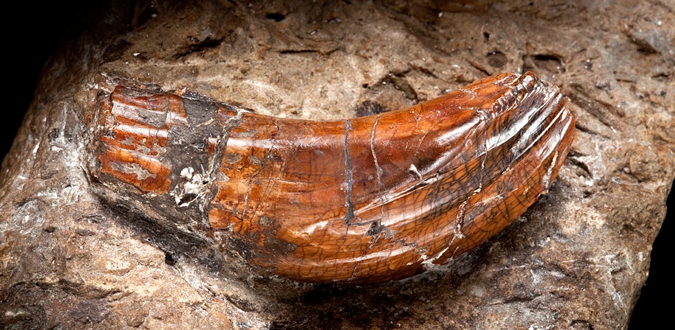 أسنان الايغوانودون- أول اسنان لديناصور يتم اكتشافها