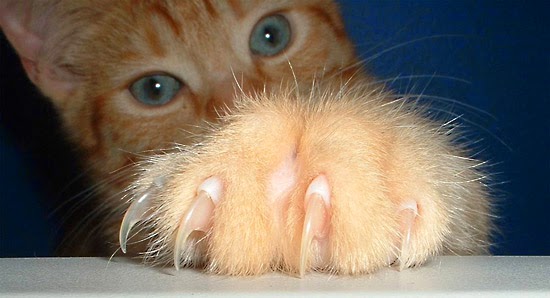 a-cat-claws