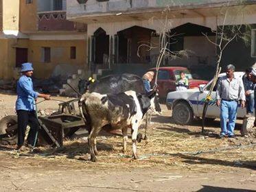 تابع حملة تحصين الماشية بقرية