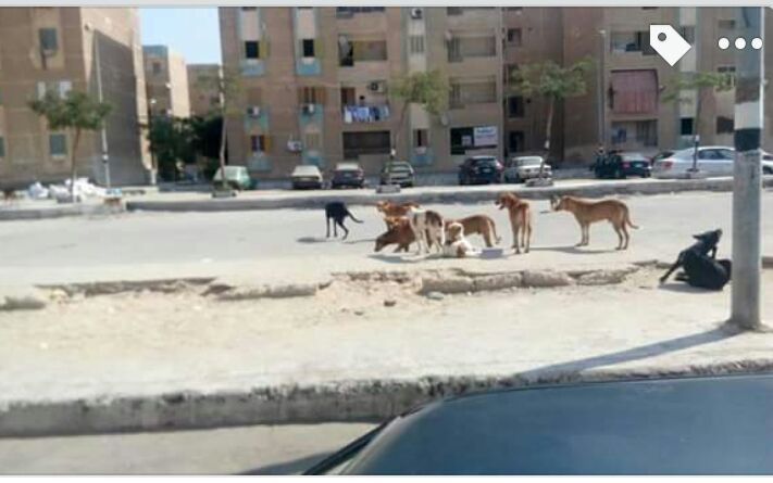 الكلاب تحتل الشوارع