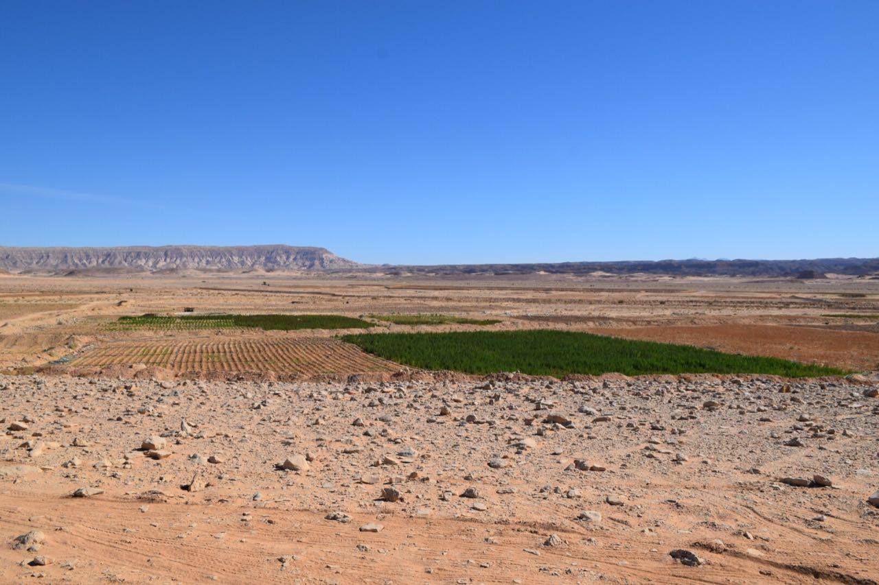 زراعة نبات البانجو في وسط سيناء