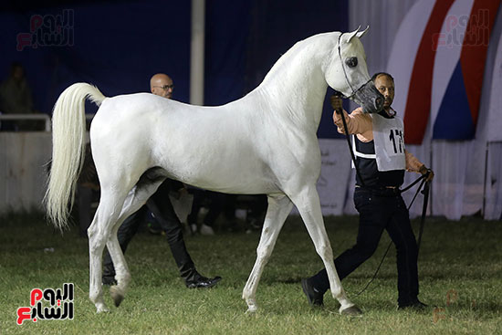 مسابقة جمال الخيول العربية (2)