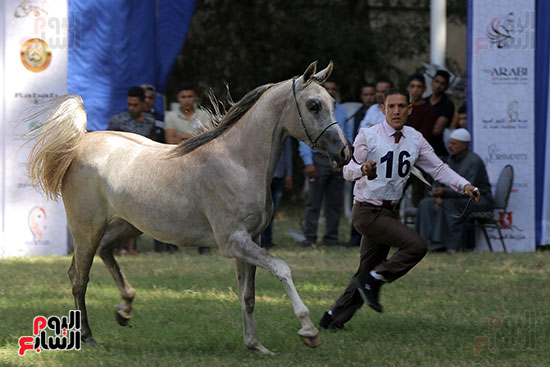 مسابقة جمال الخيول العربية (11)