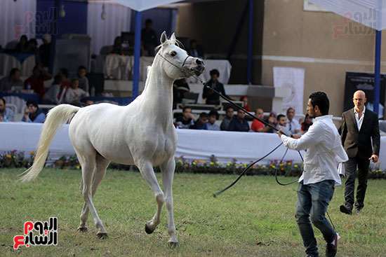 مسابقة جمال الخيول العربية (14)