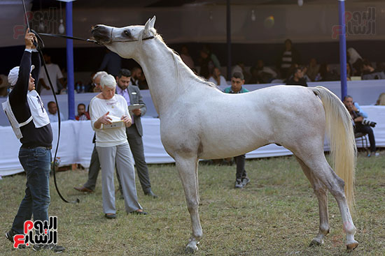مسابقة جمال الخيول العربية (17)