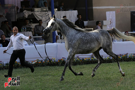 مسابقة جمال الخيول العربية (13)