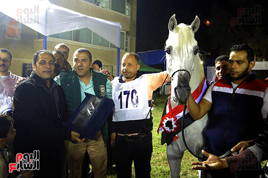 مسابقة جمال الخيول العربية (5)
