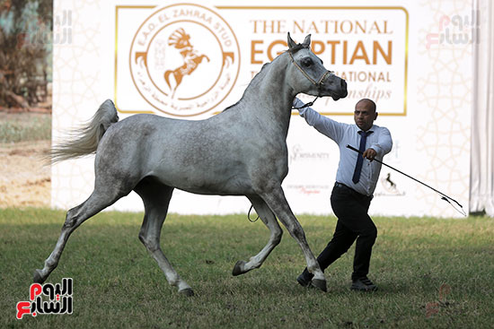 مسابقة جمال الخيول العربية (16)