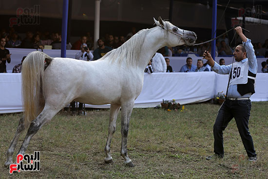 مسابقة جمال الخيول العربية (15)