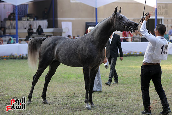 مسابقة جمال الخيول العربية (18)