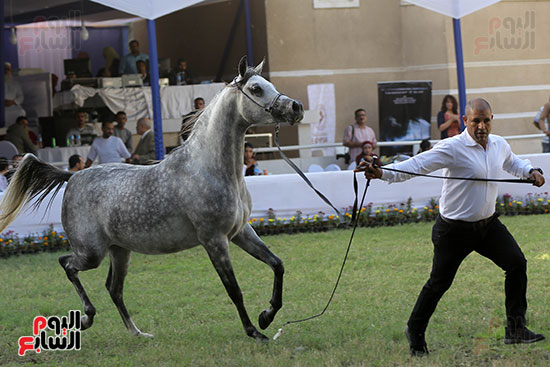 مسابقة جمال الخيول العربية (9)