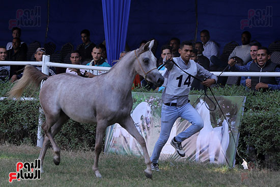 مسابقة جمال الخيول العربية (20)