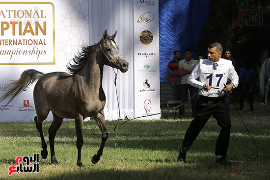 مسابقة جمال الخيول العربية (10)