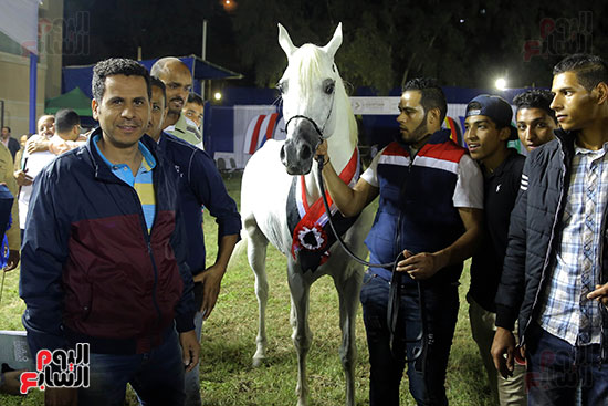 مسابقة جمال الخيول العربية (6)