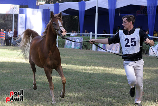 مسابقة جمال الخيول العربية (7)