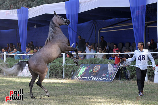 مسابقة جمال الخيول العربية (1)