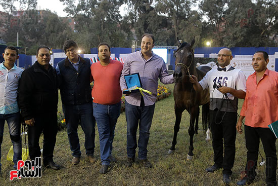 مسابقة جمال الخيول العربية (3)
