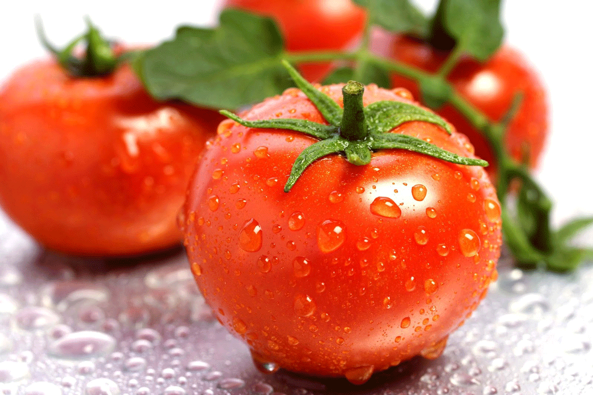 الطماطم المصرية