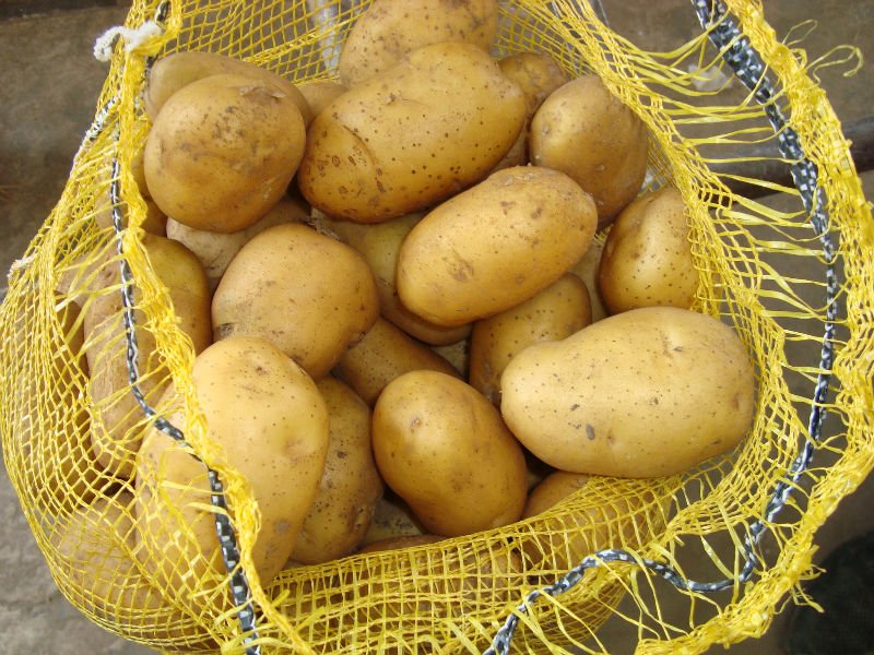 تصدير البطاطس