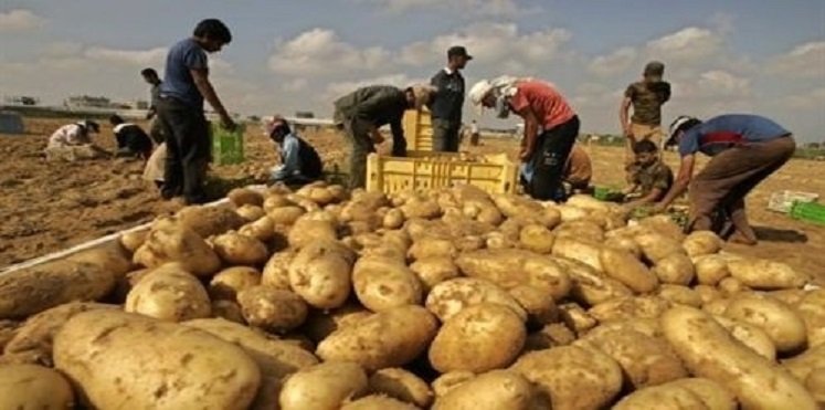 جنى محصول البطاطس استعدادا لتصديرها