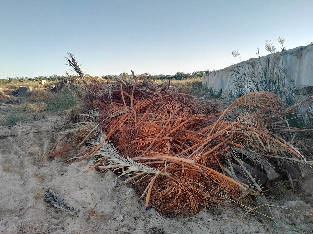 377964-مخلفات-النخيل-بوحة-سيوة 377964-مخلفات-النخيل-بوحة-سيوة